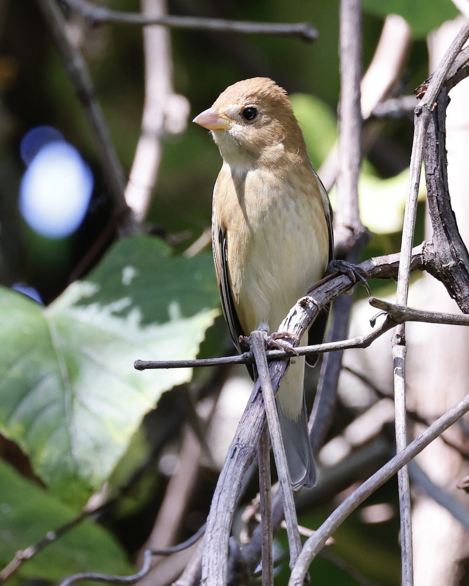 Indigo Bunting - ML644295532
