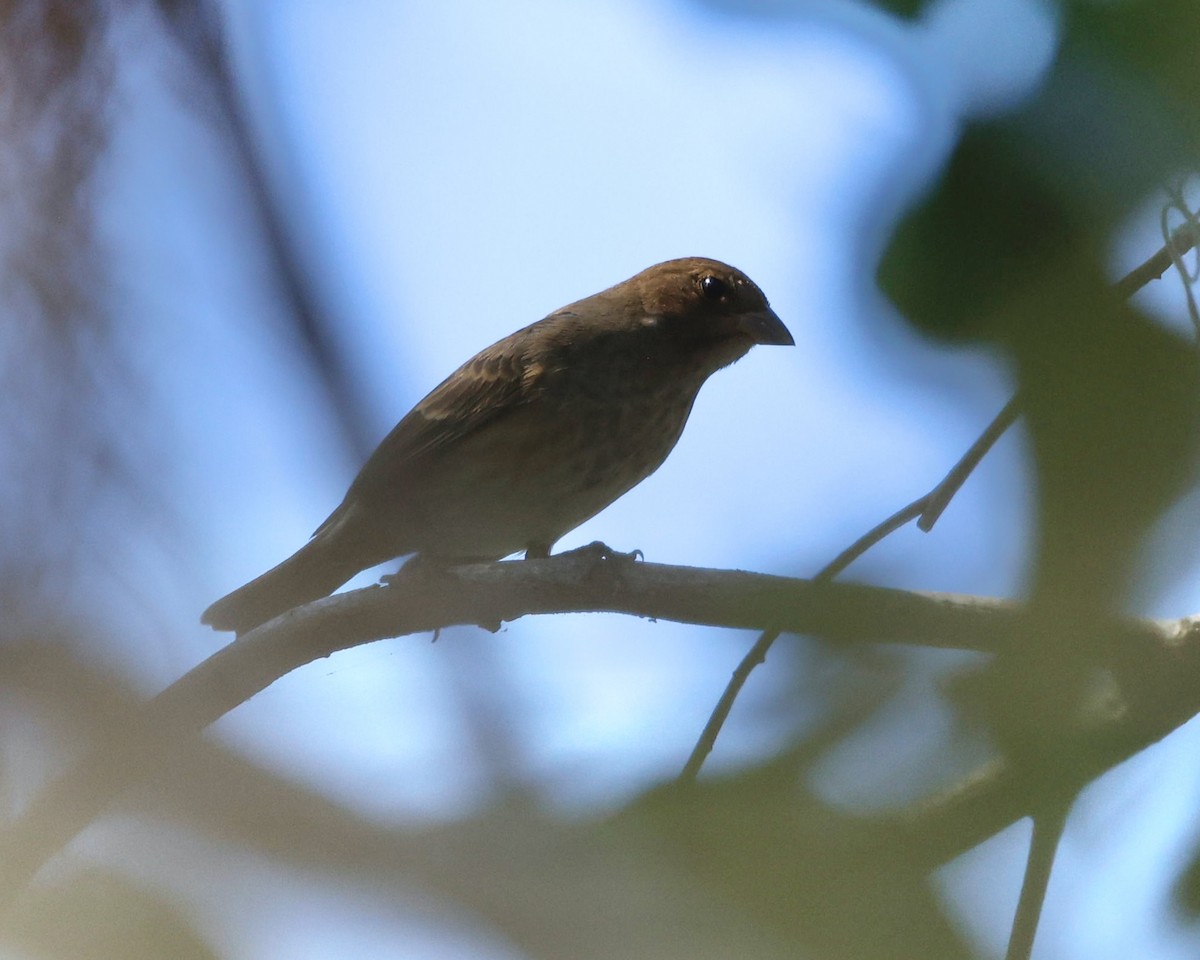 Indigo Bunting - ML644295533