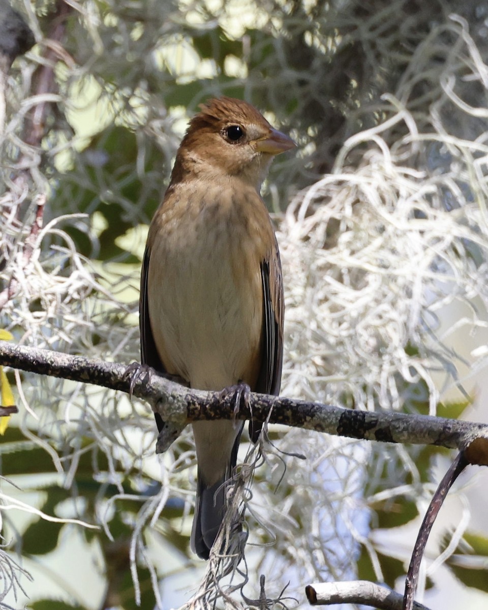Indigo Bunting - ML644295534