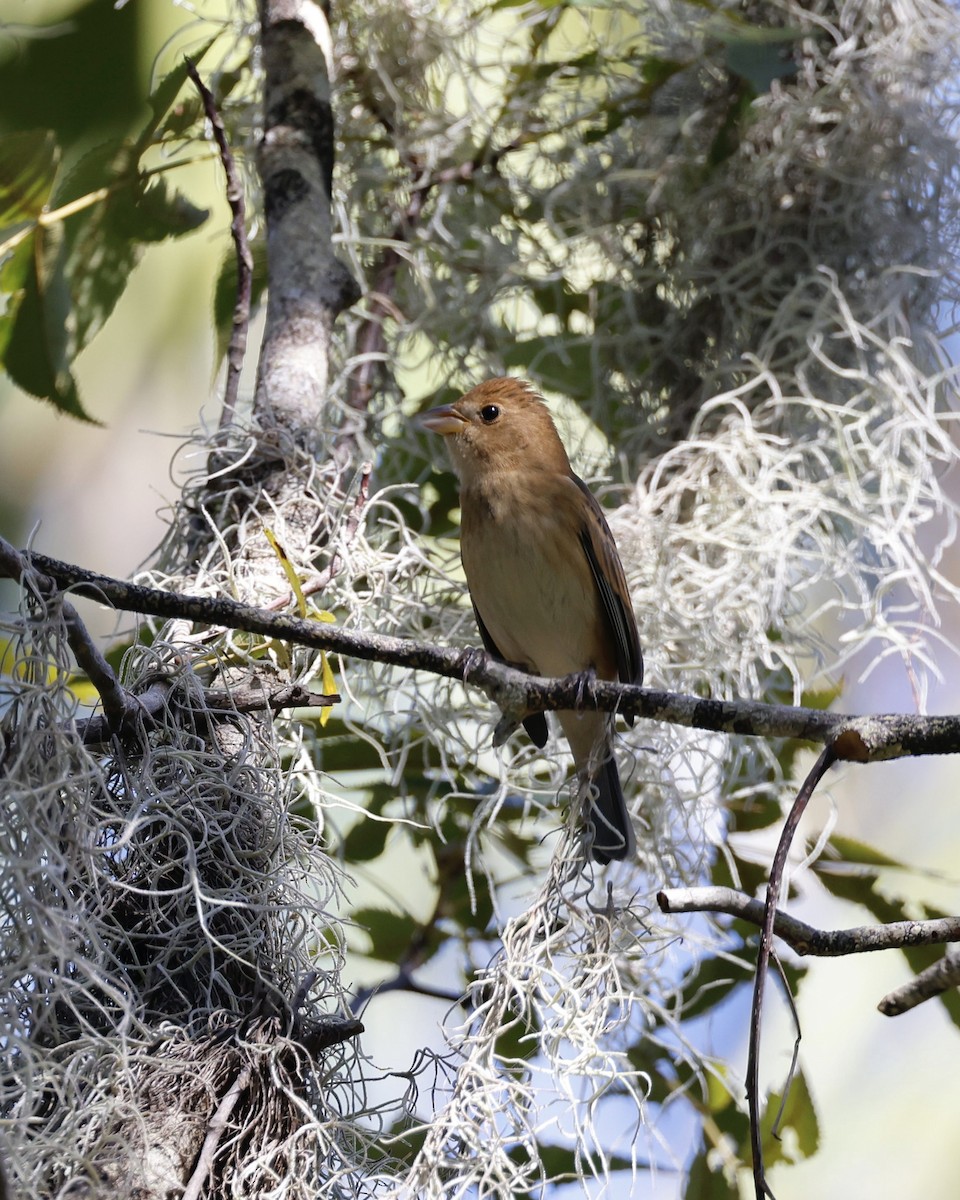 Indigo Bunting - ML644295535