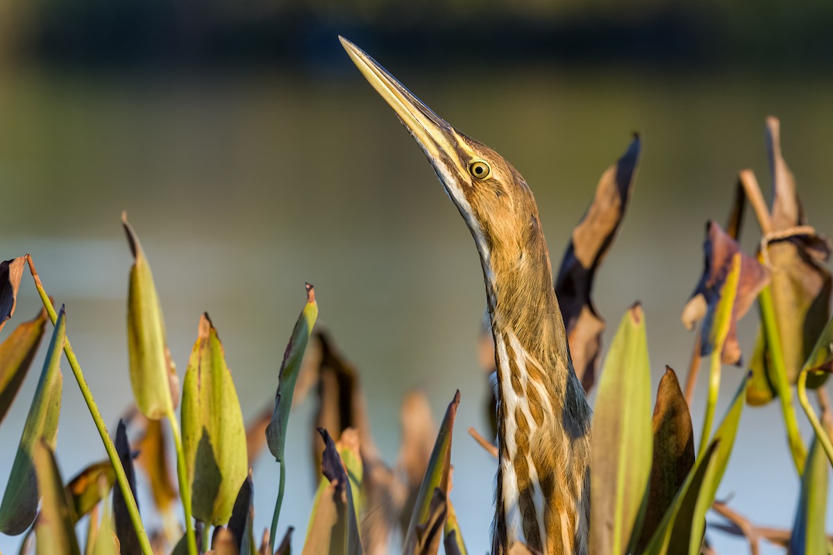 American Bittern - ML644295546