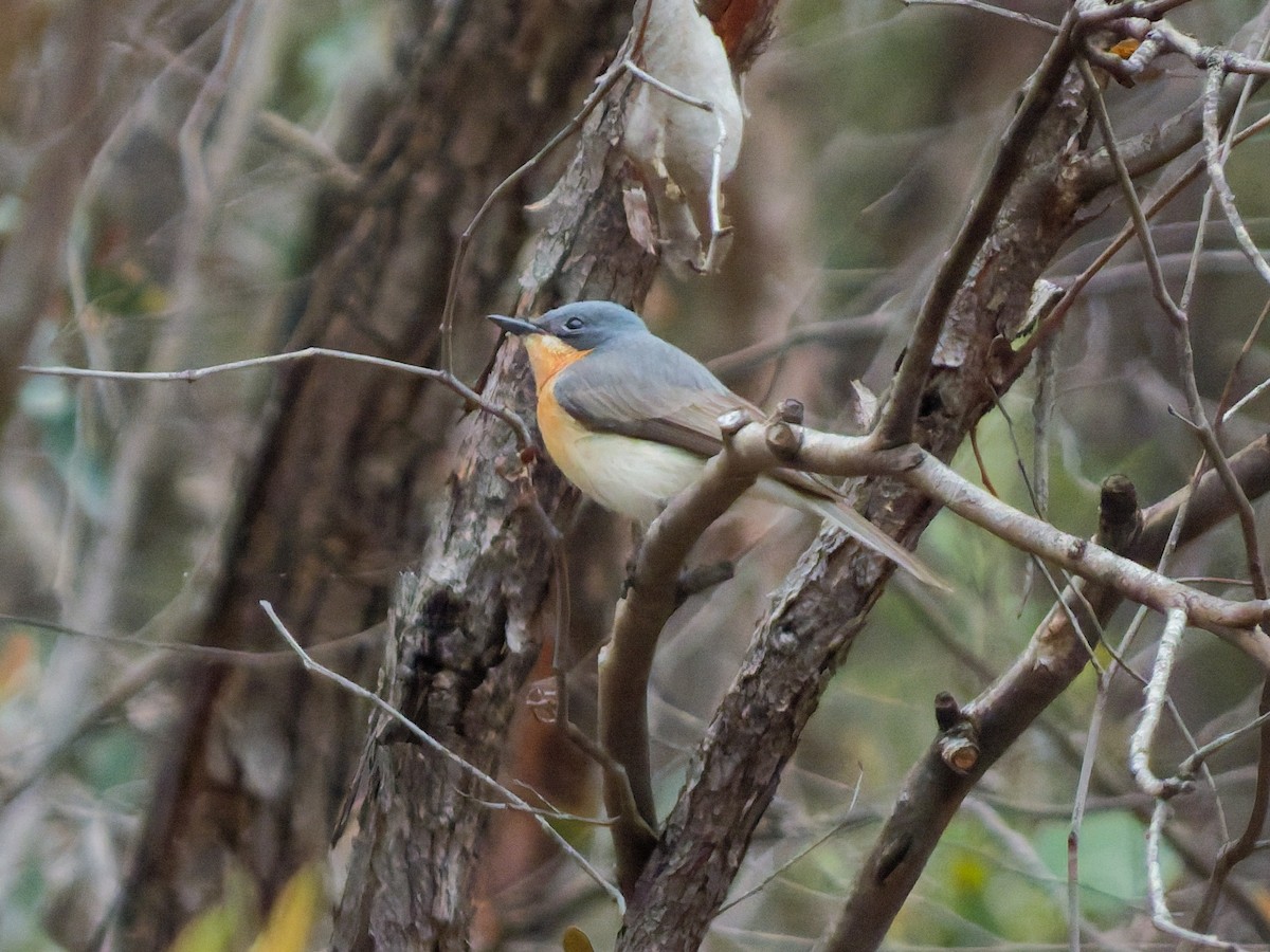 ナマリイロヒラハシ - ML644295549