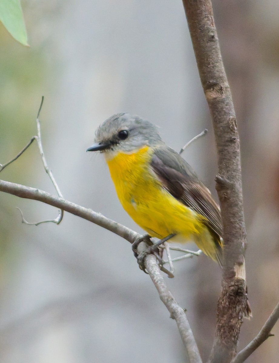Eastern Yellow Robin - ML644295559