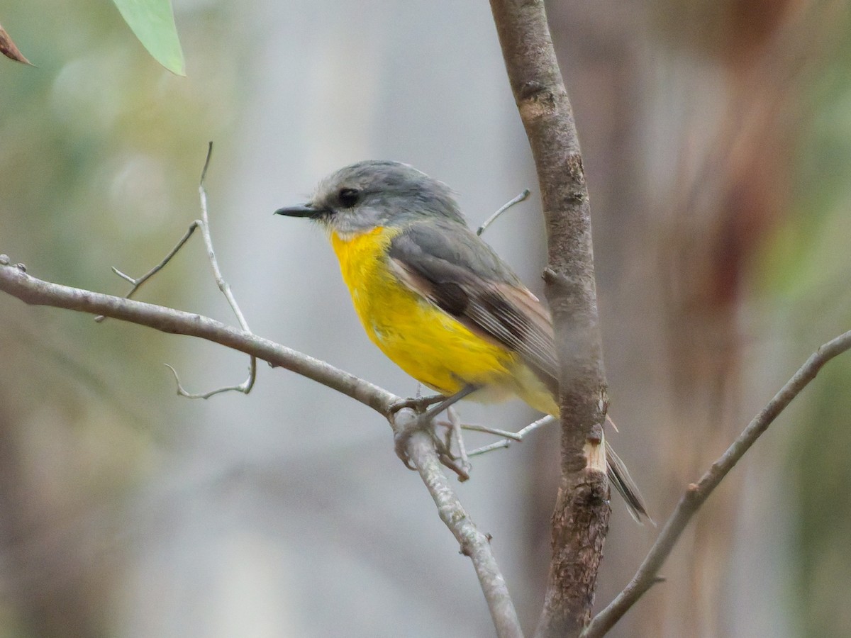 Eastern Yellow Robin - ML644295560