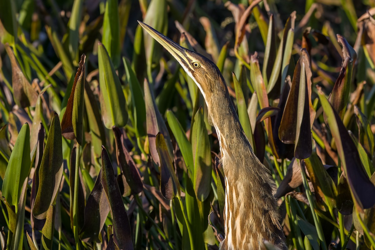 American Bittern - ML644295564