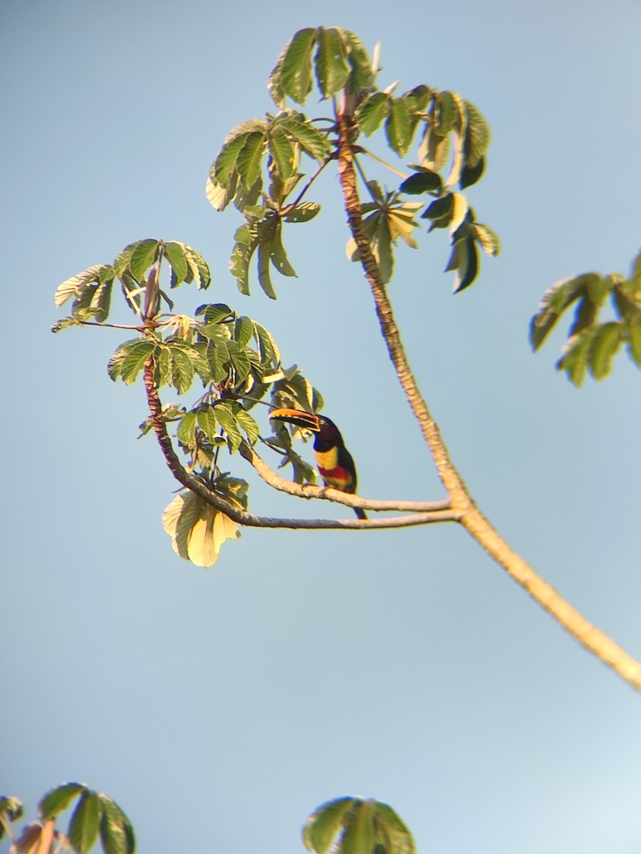 Braunohrarassari - ML644295569