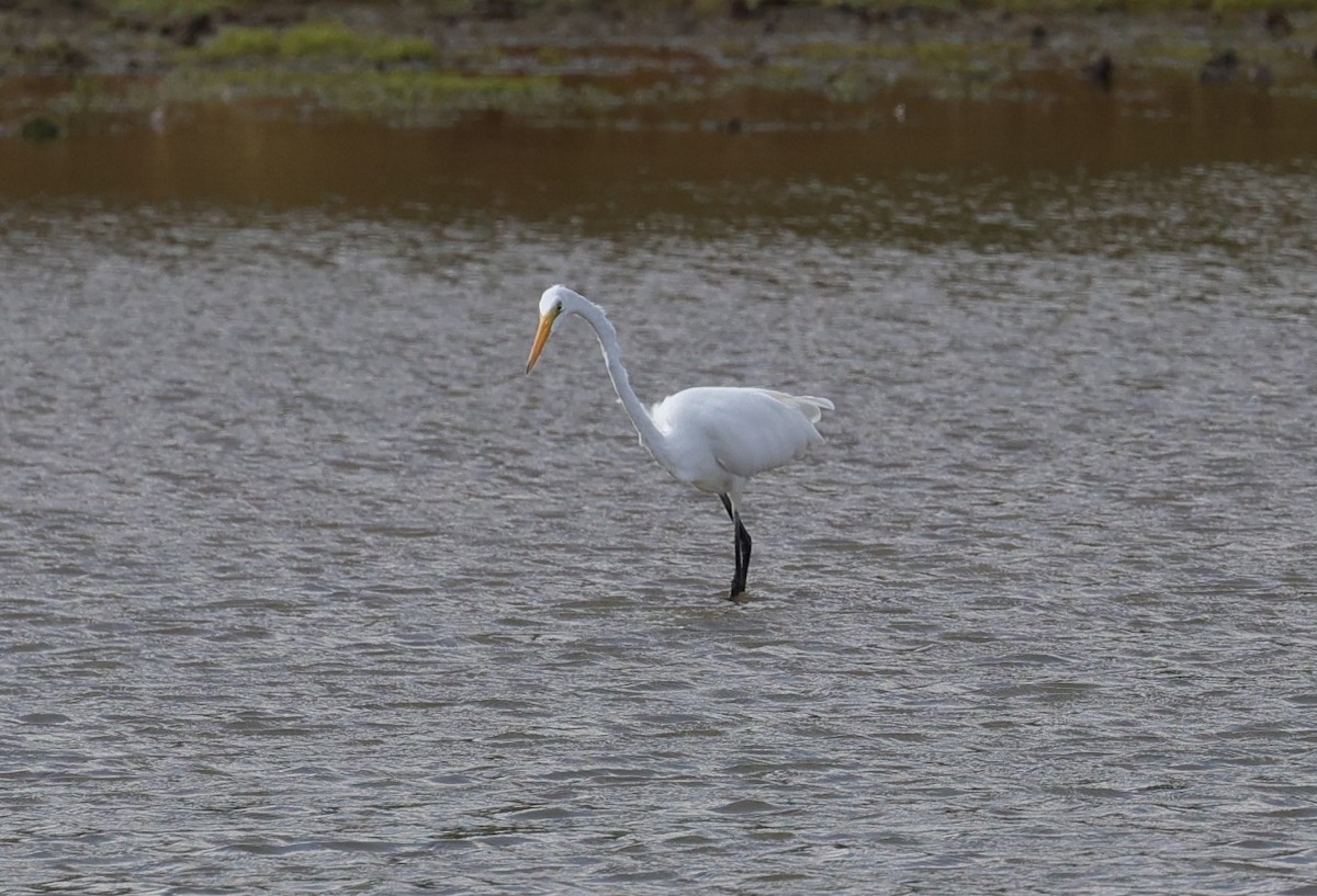 Koartza zuria - ML644295588