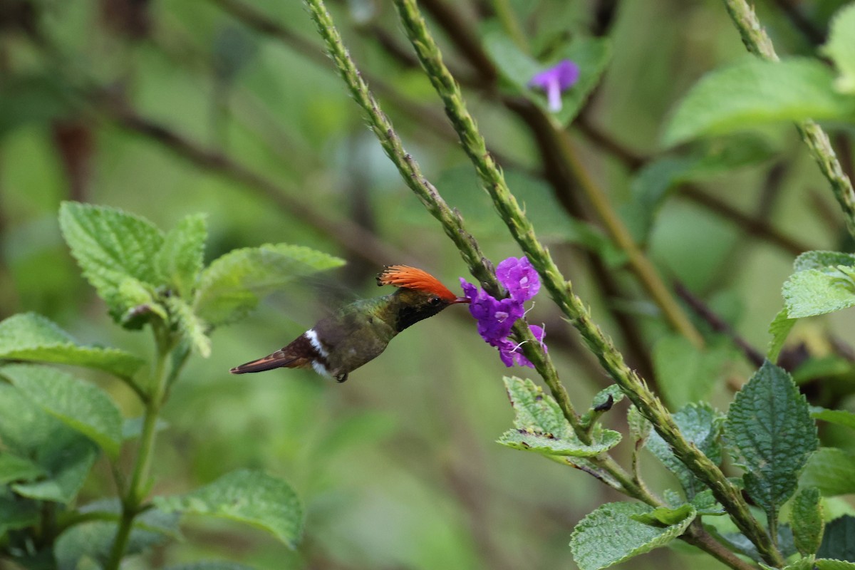 チャカザリハチドリ - ML644295590