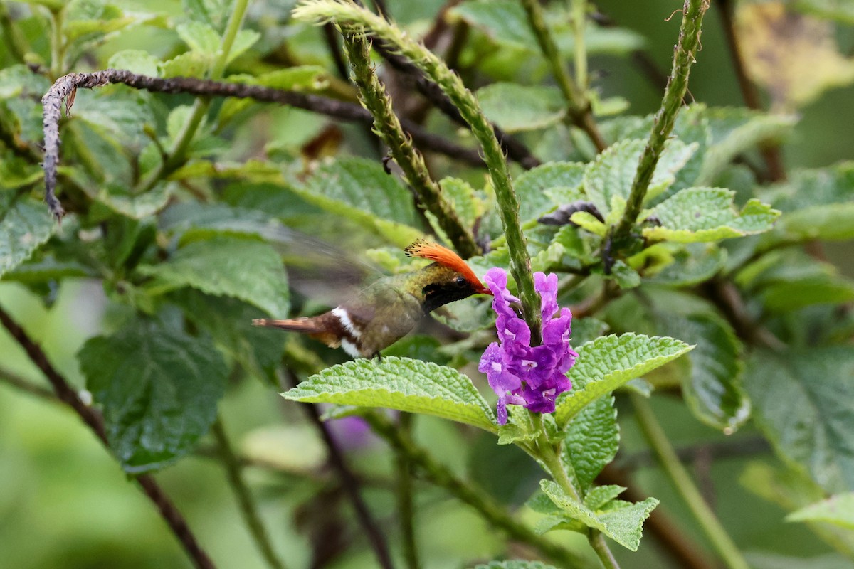 チャカザリハチドリ - ML644295591