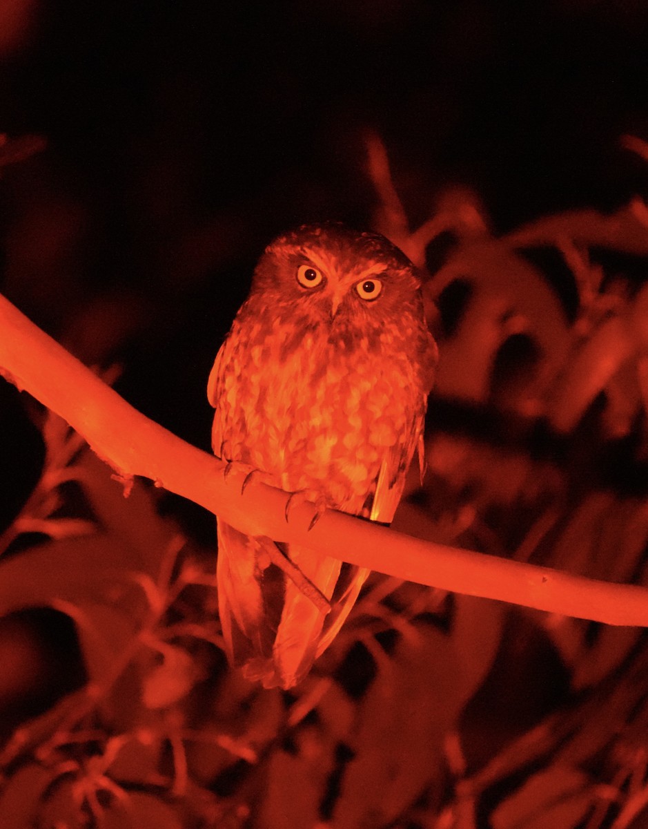 Tasmanian Boobook - ML644295601