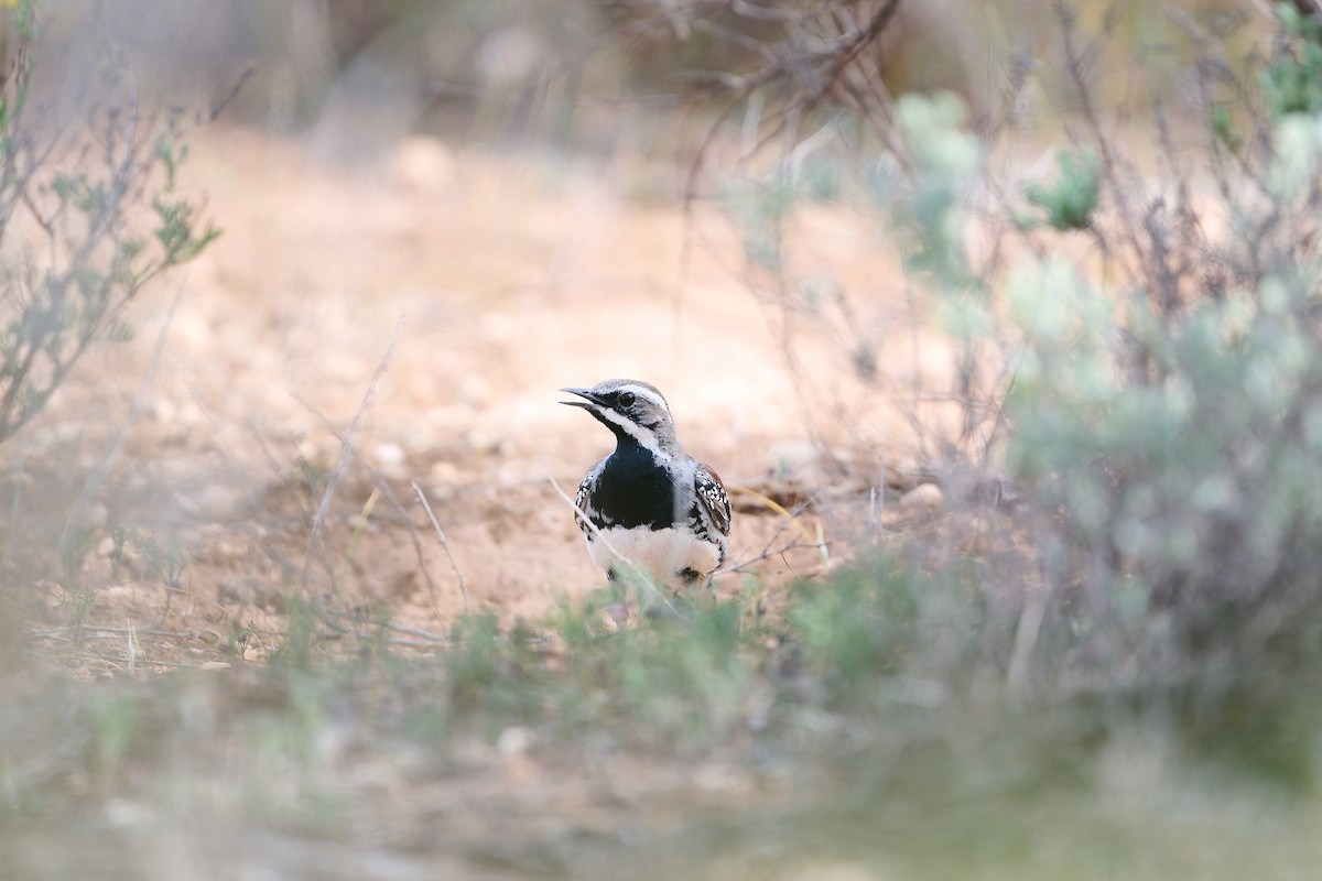 Chestnut Quail-thrush - ML644295602