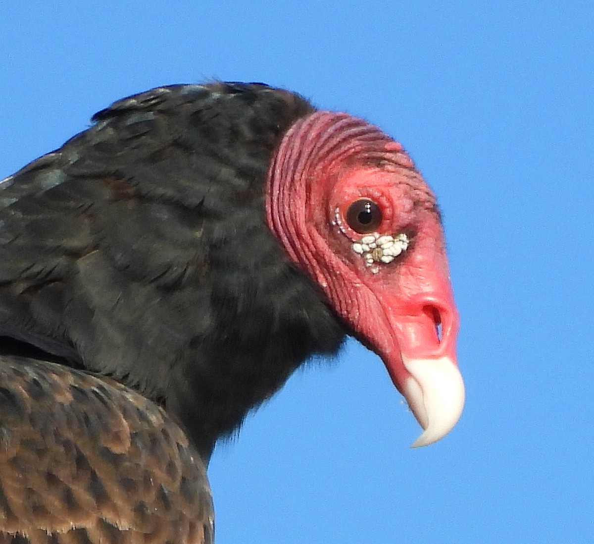 Aura Gallipavo - ML644295605