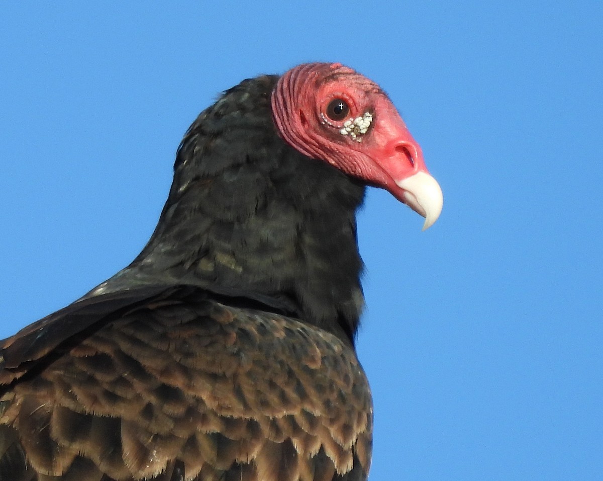 Aura Gallipavo - ML644295606