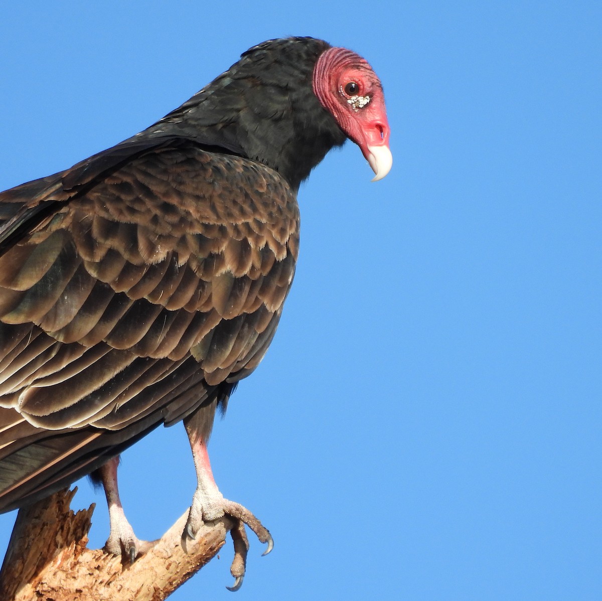 Aura Gallipavo - ML644295609