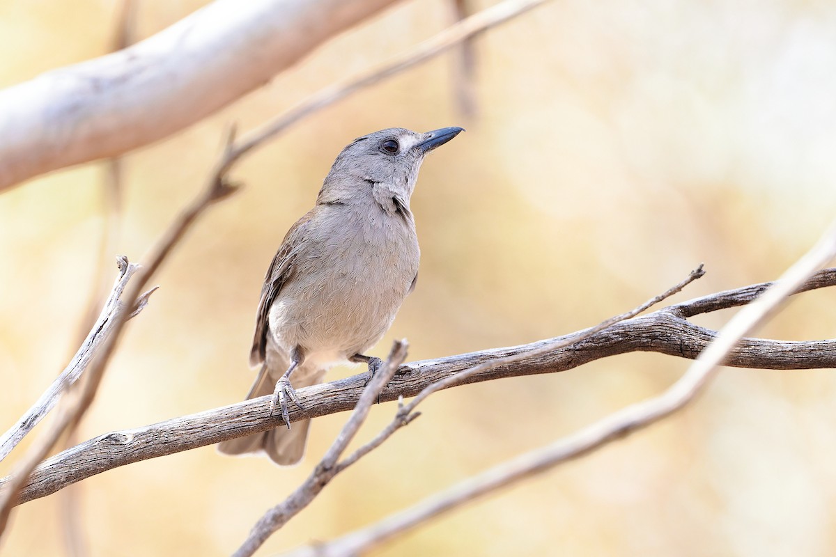 Gray Shrikethrush - ML644295610