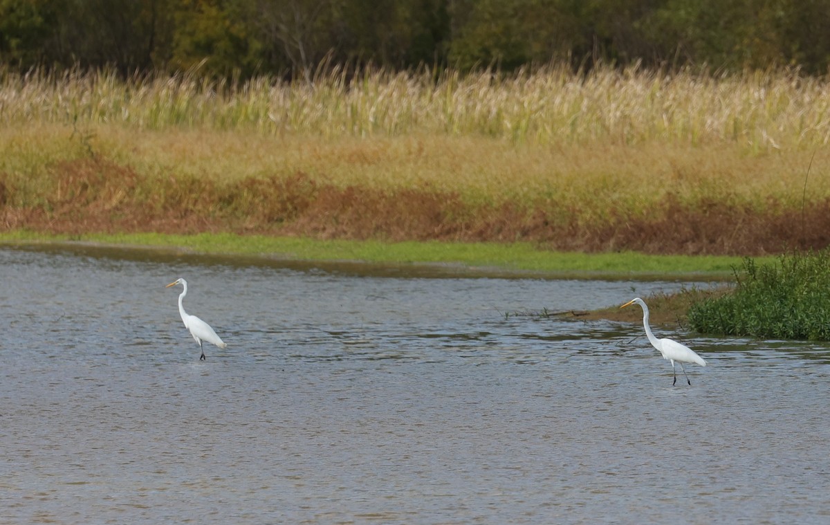 Koartza zuria - ML644295612