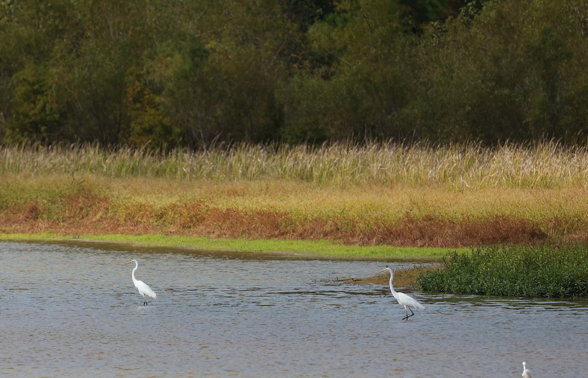 Koartza zuria - ML644295613