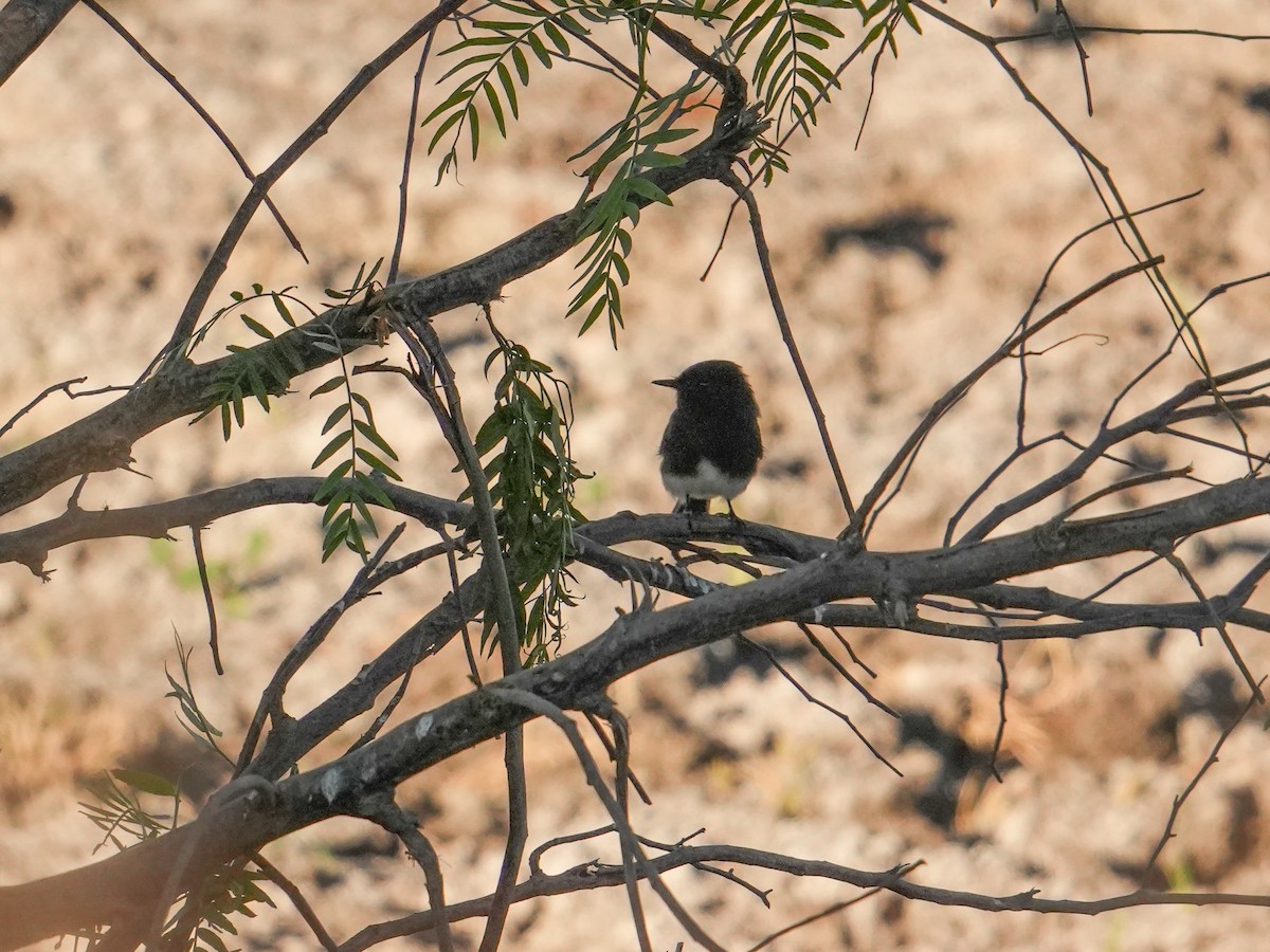 Black Phoebe - ML644295618