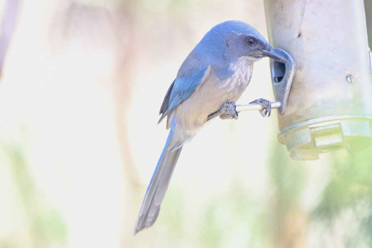 Woodhouse's Scrub-Jay - ML644295619