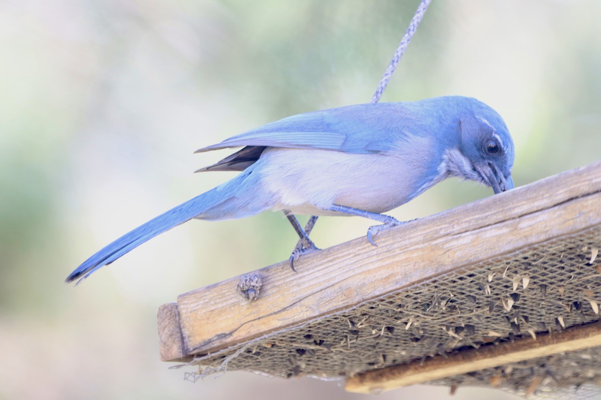 einerskrike - ML644295620