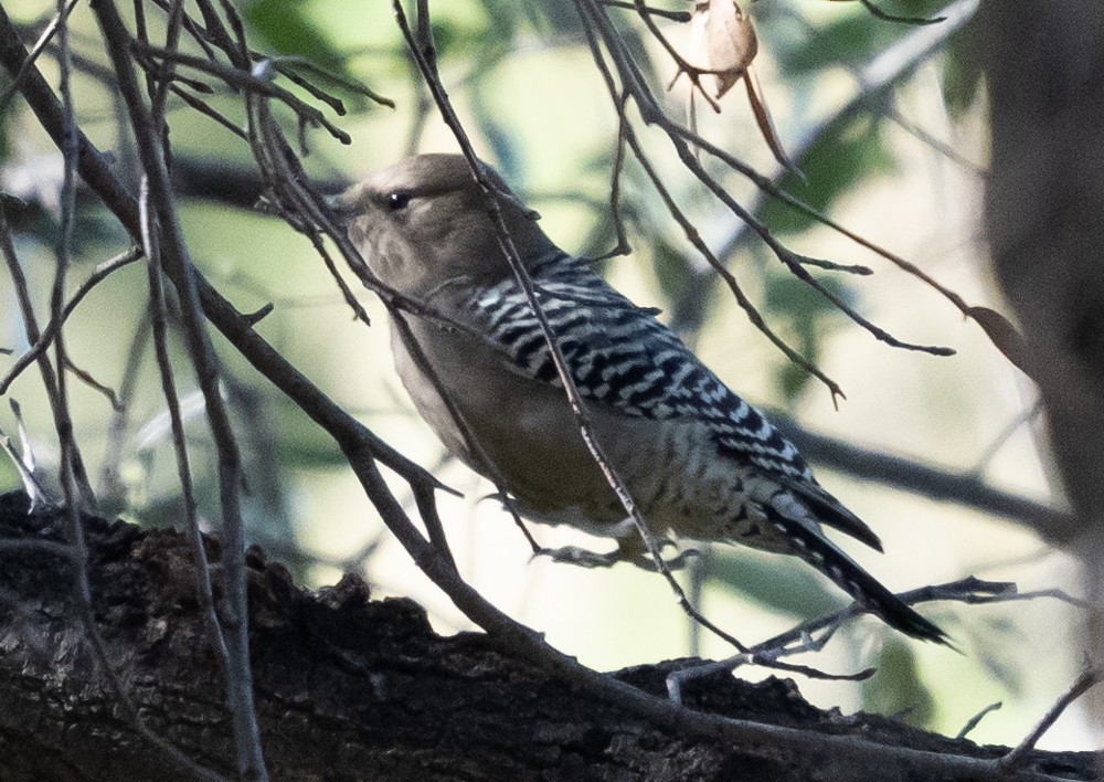 kaktusspett - ML644295621