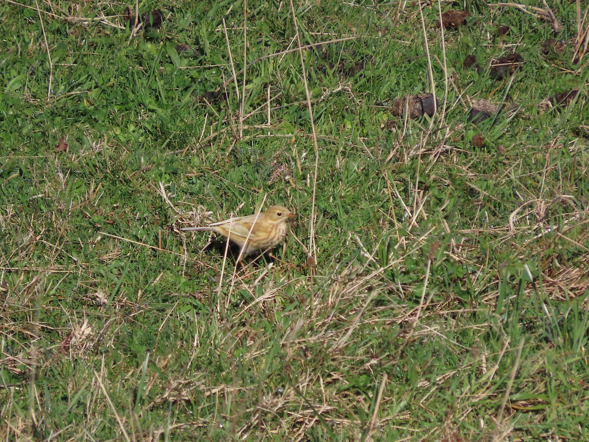 heipiplerke - ML644295622