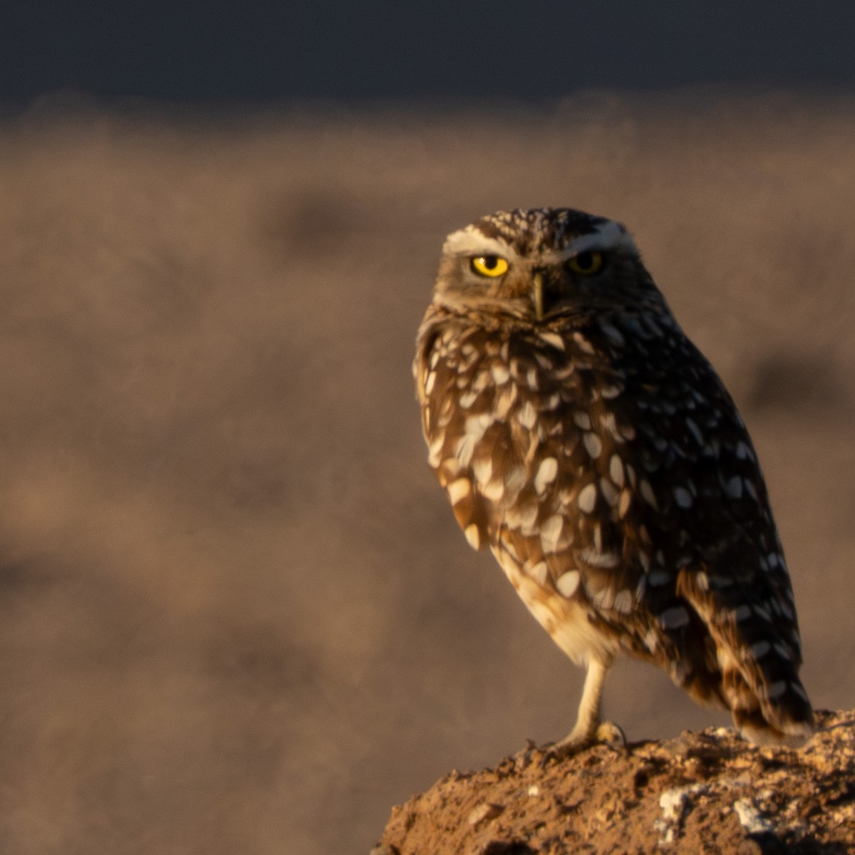 graveugle - ML644295623