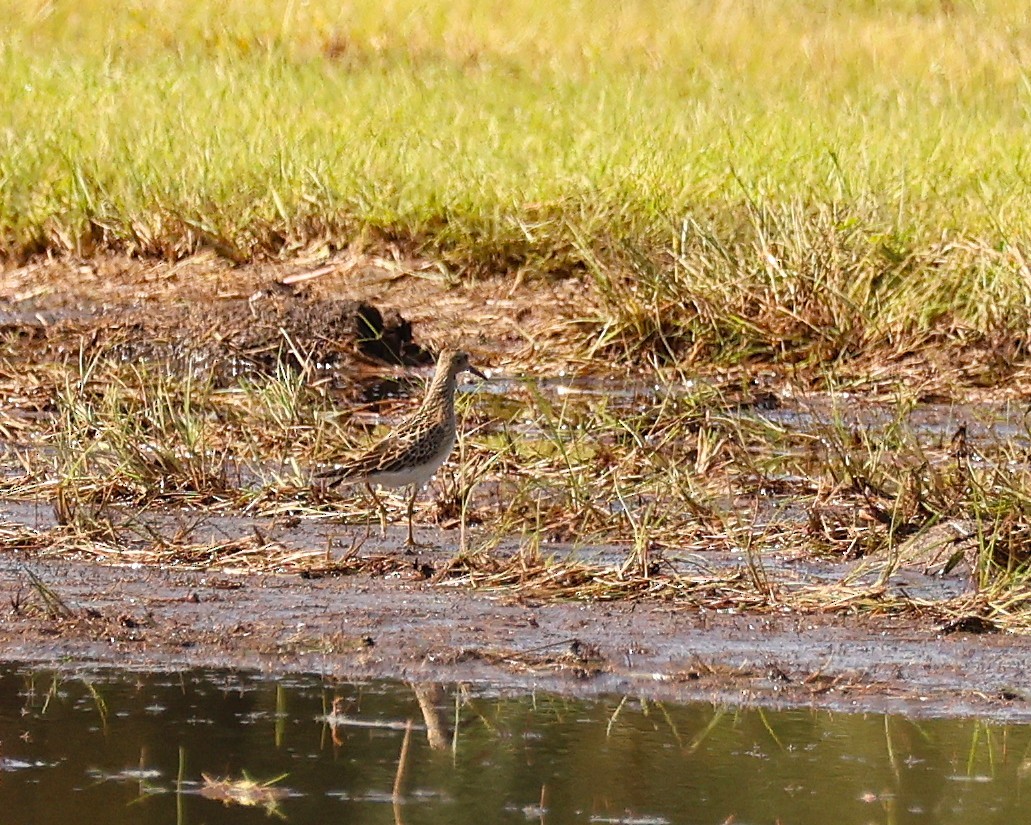 alaskasnipe - ML644295624