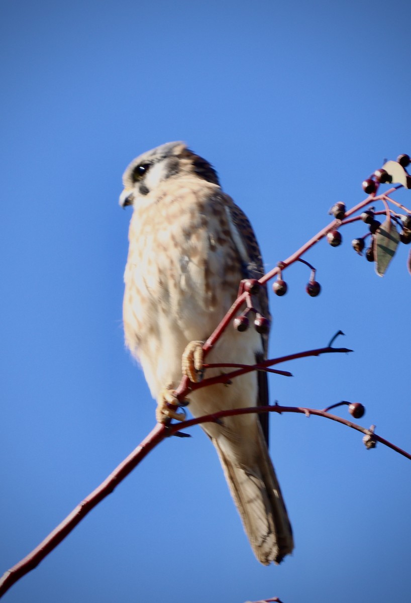 spurvefalk - ML644295625