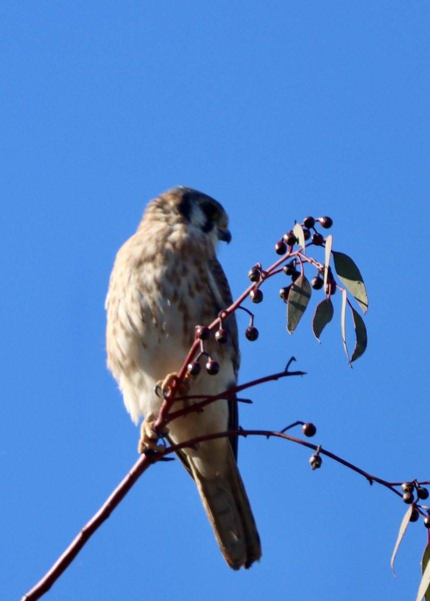 spurvefalk - ML644295626