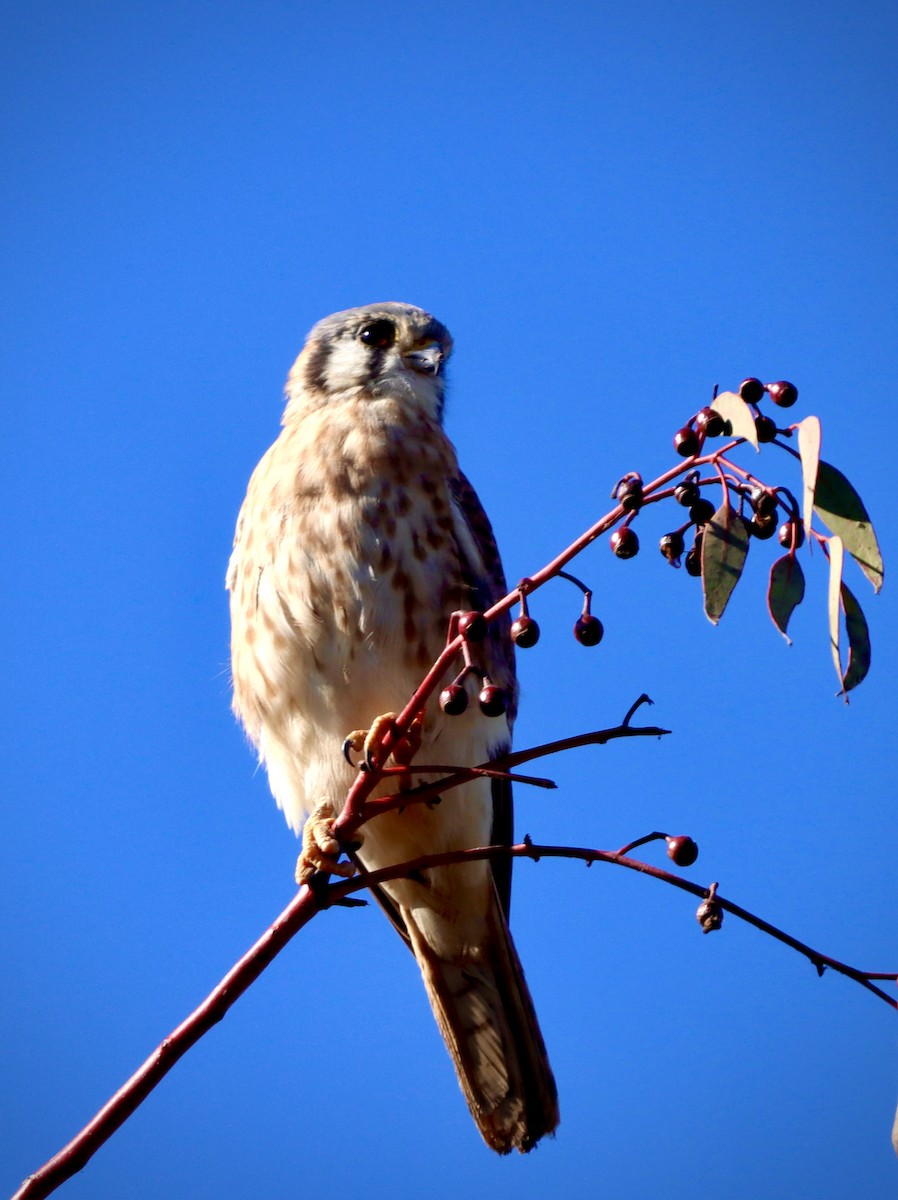 spurvefalk - ML644295627