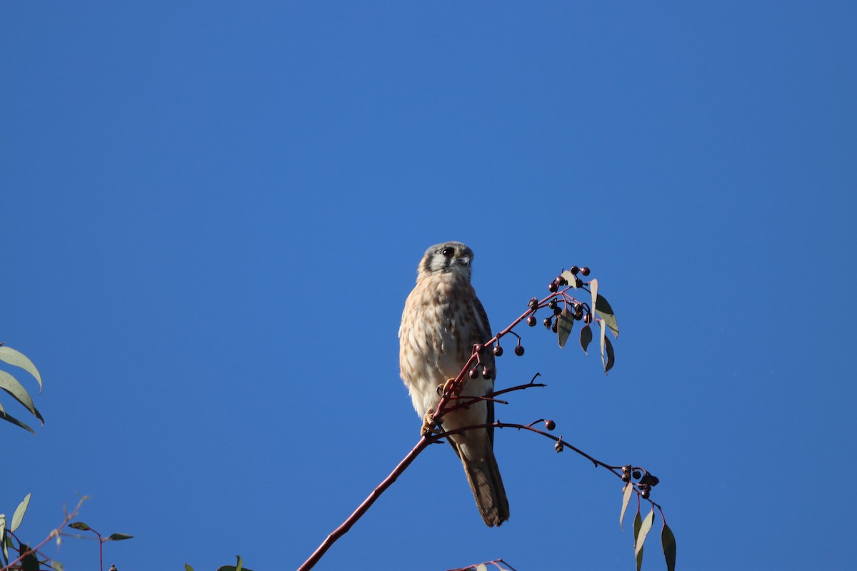 spurvefalk - ML644295628