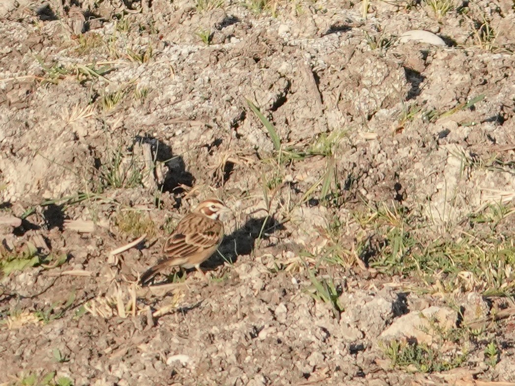 lerkespurv - ML644295629