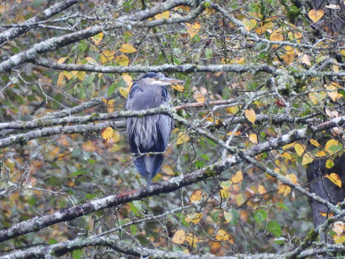 herodiashegre - ML644295630