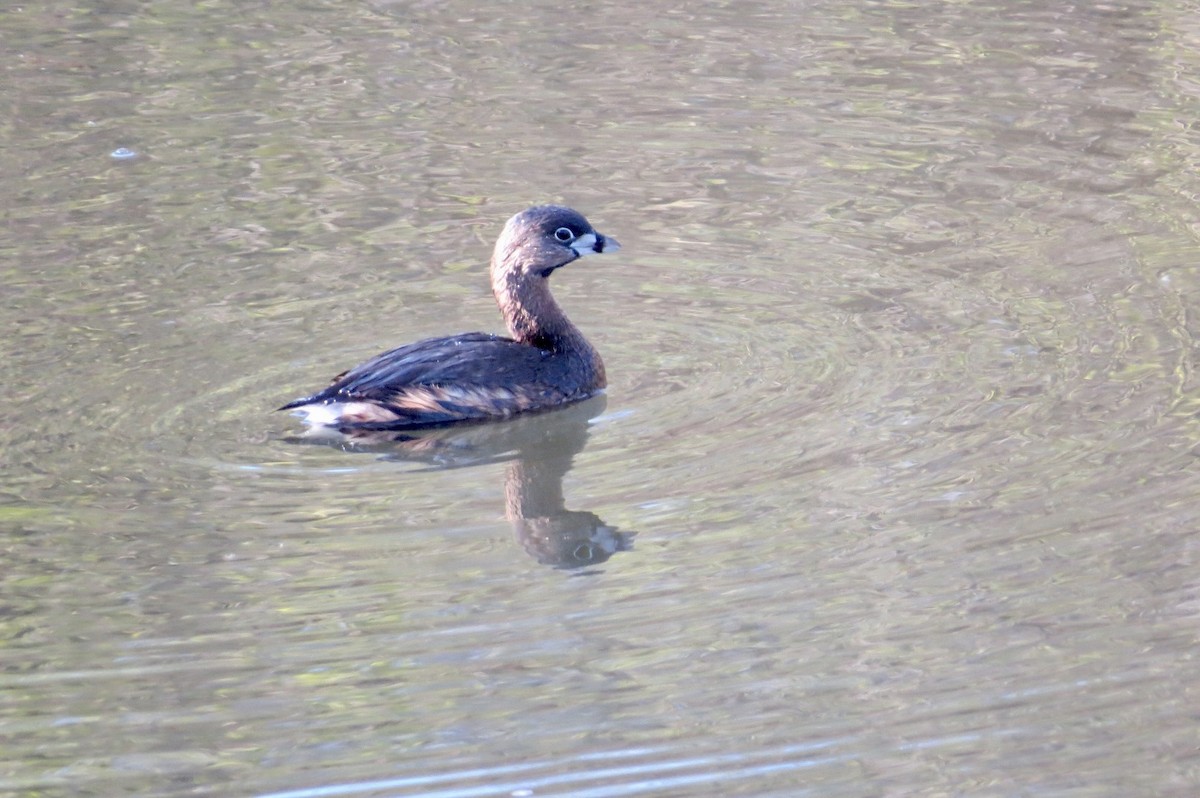 ringnebbdykker - ML644295632