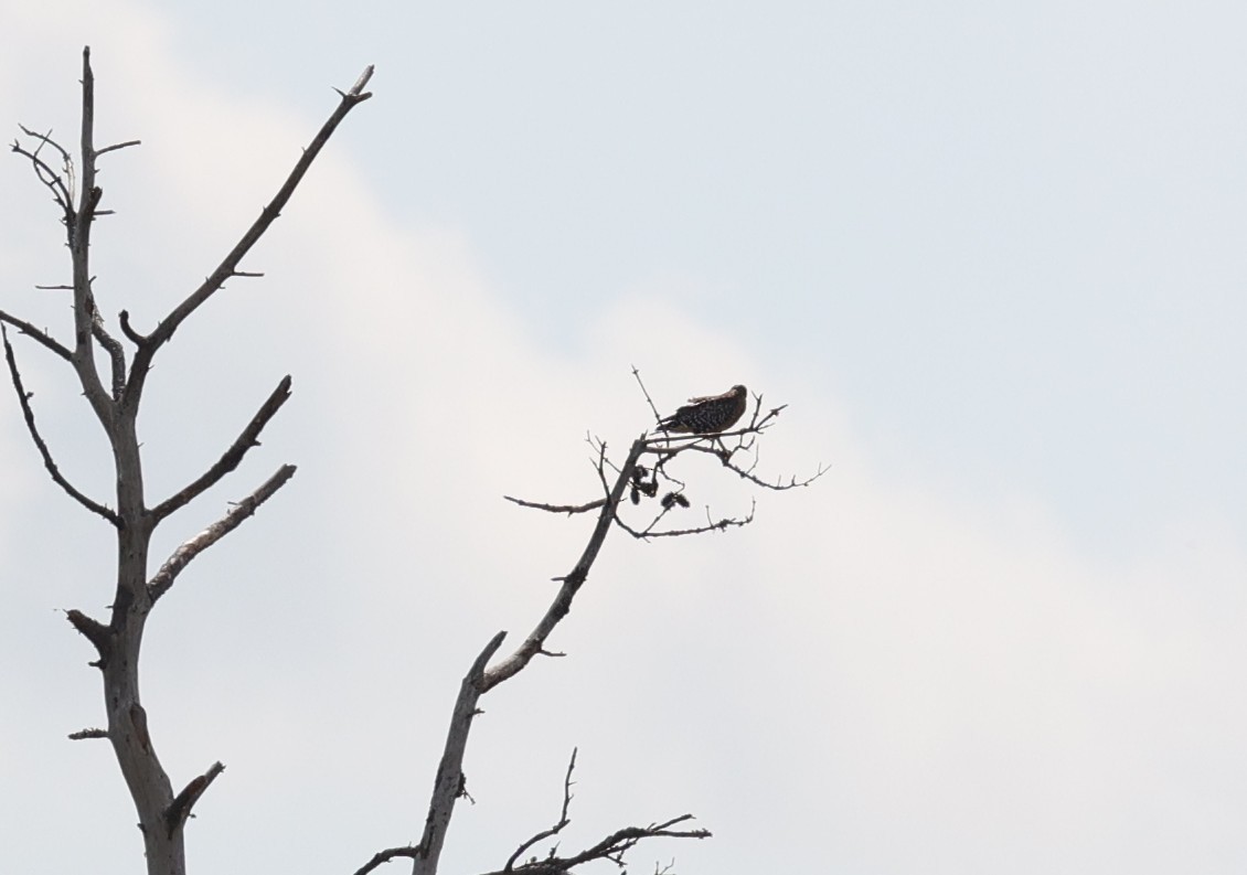 rødvingevåk - ML644295635