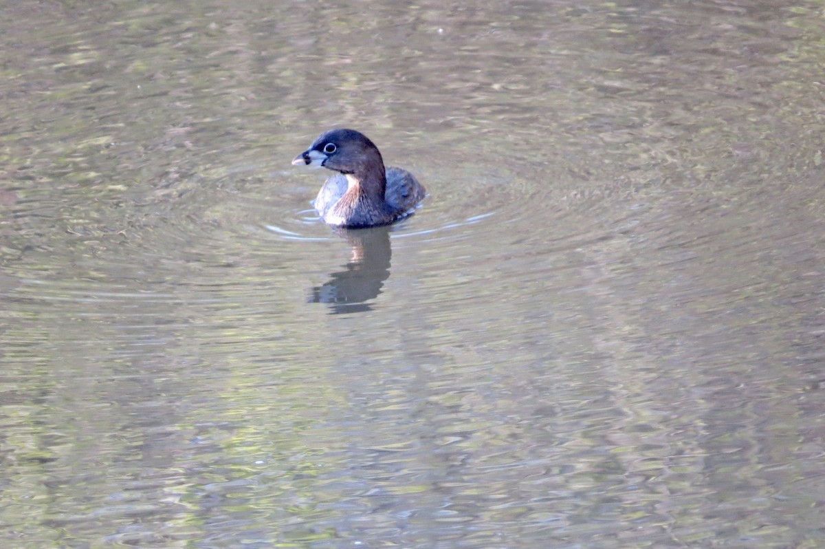 ringnebbdykker - ML644295636