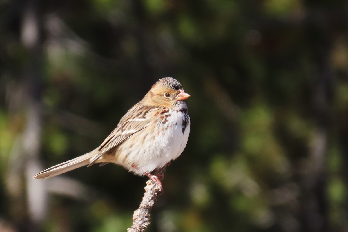 granspurv - ML644295637