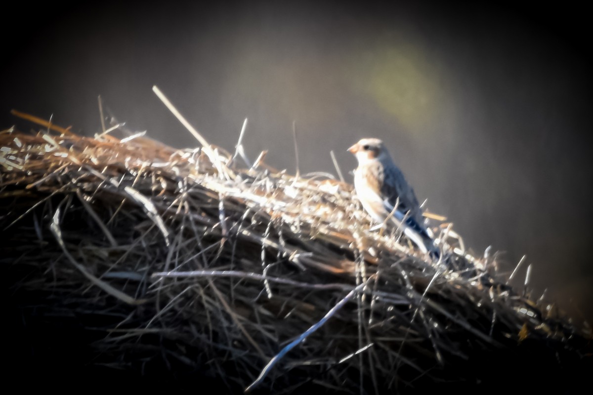 snøspurv - ML644295638