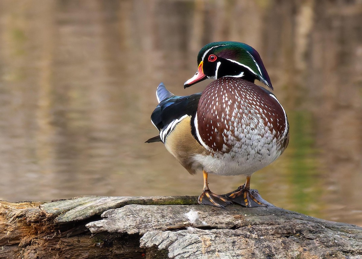 brudeand - ML644295641