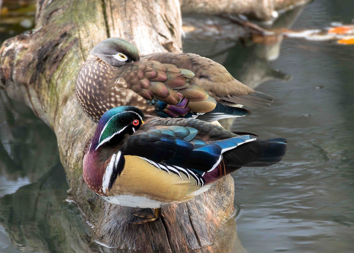 brudeand - ML644295642