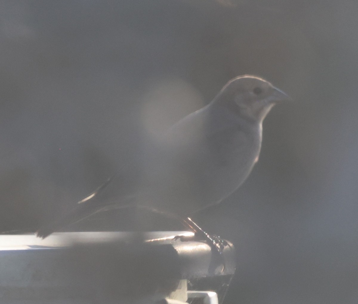 brunhodetrupial - ML644295643