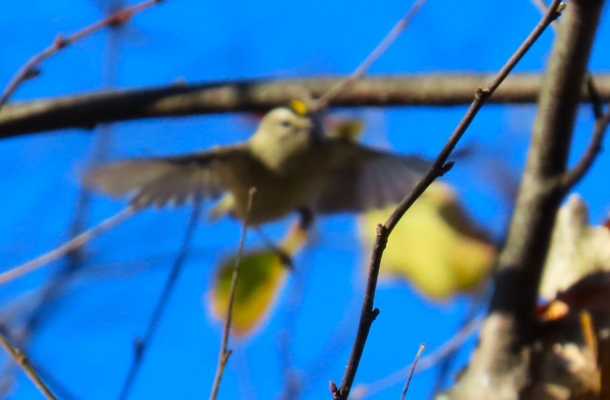 ildkronefuglekonge - ML644295644