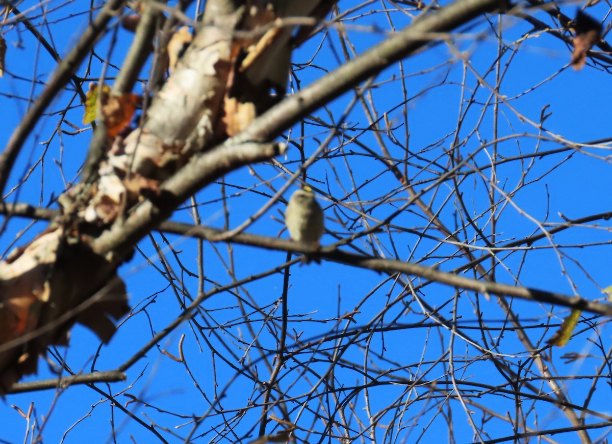 ildkronefuglekonge - ML644295645