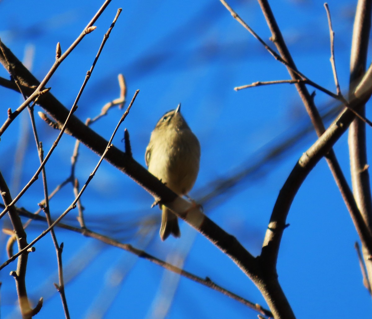 ildkronefuglekonge - ML644295646