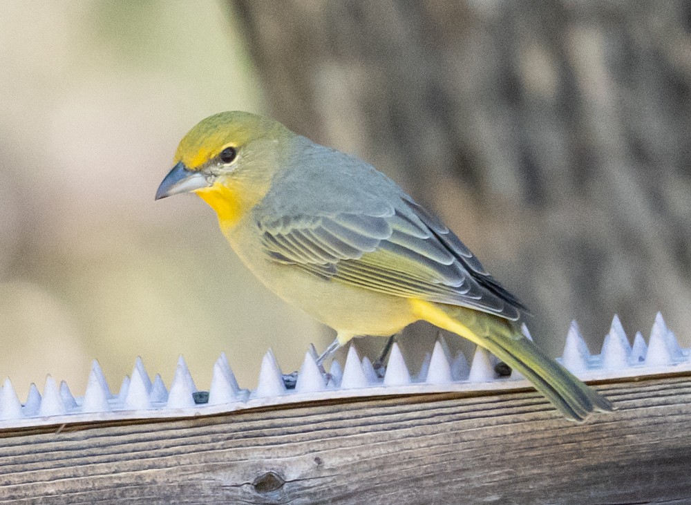 skarlagenpiranga - ML644295647