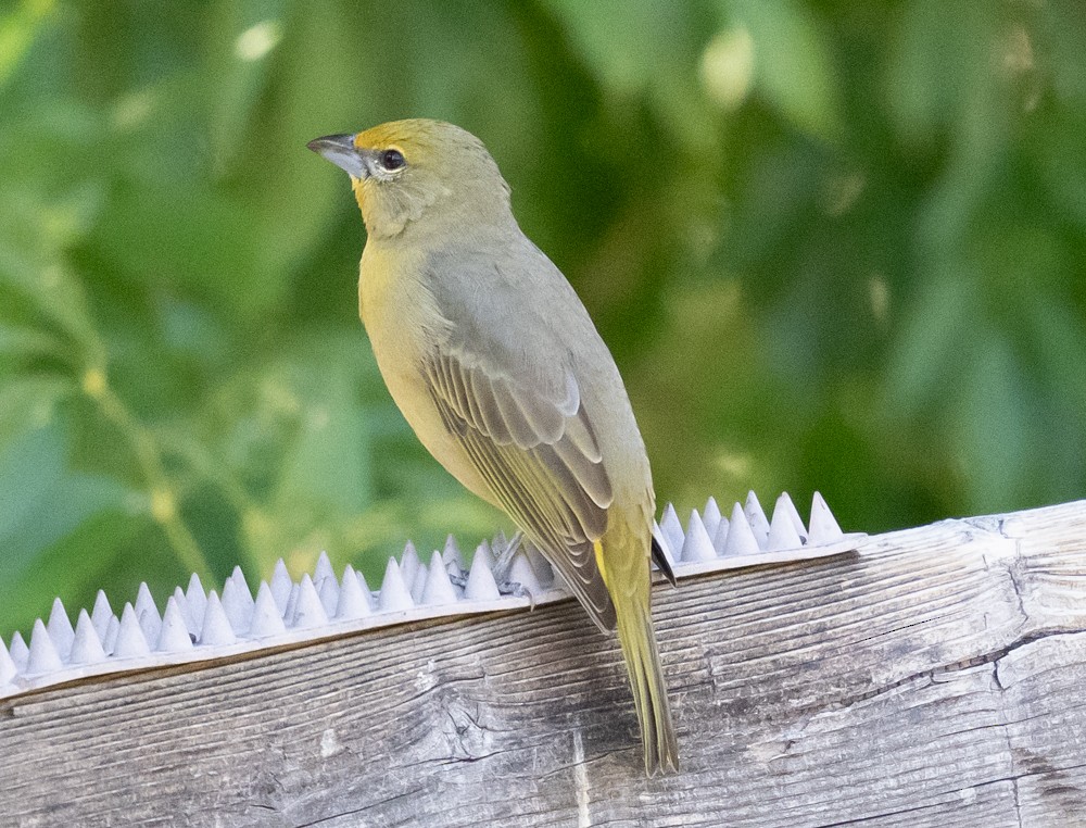 skarlagenpiranga - ML644295648