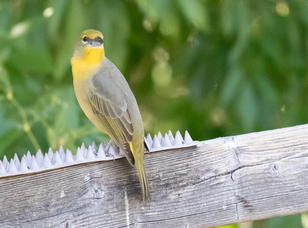 skarlagenpiranga - ML644295649