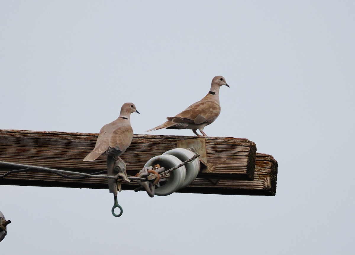 tyrkerdue - ML644295652