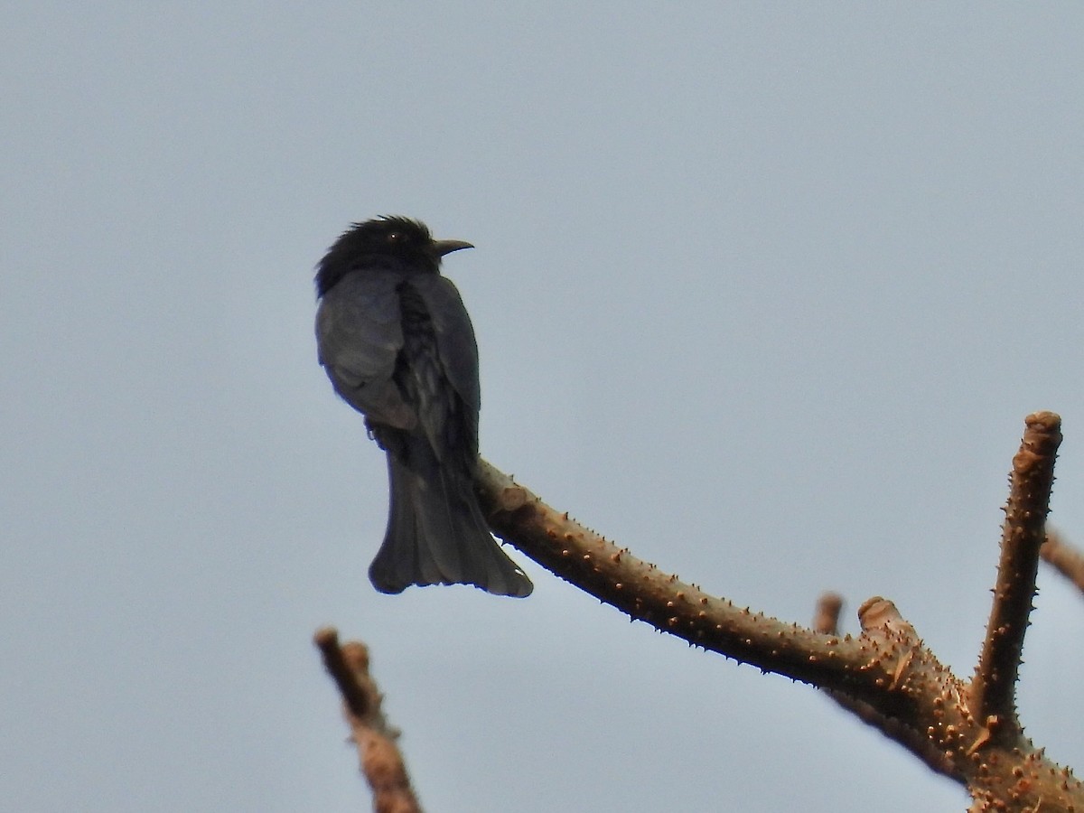 glansdrongogjøk - ML644295653